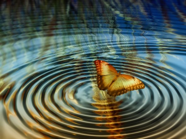 "Schmetterling" – Bild 2